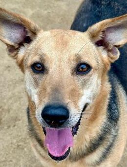 ROSALIE - unser toller Wonneproppen - Dänischenhagen