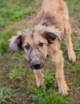 JOE - auf ins große Abenteuer - Overath