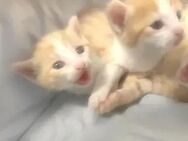 2 Kitten (Jungen) suchen noch ein Zuhause - Herne