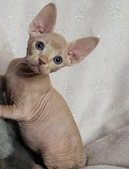 BabyKatzen (Sphynx) - Berlin