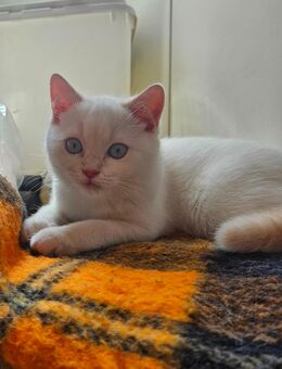 BKH Kitten 1 Kater abgabebereit - Backnang
