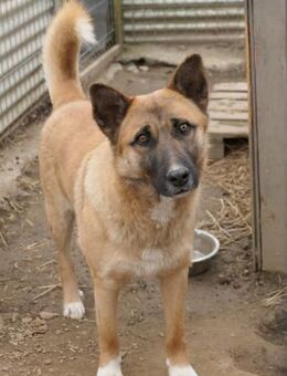 hübscher RÜDE benötigt Vertrauen - Kallmünz
