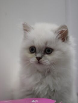 Blh Bkh Britisch Kurzhaar Langhaar Kitten Baby mit Stammbaum - Rüthen