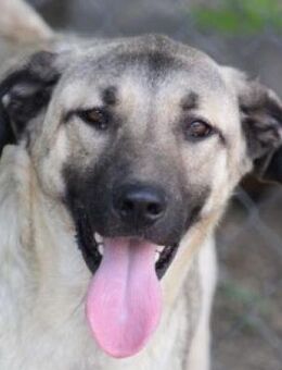 Lupino ist ein sanfter Herzensbrecher - Karben