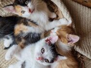 Mix Kitten suchen ein liebevolles Zuhause - Oberschneiding