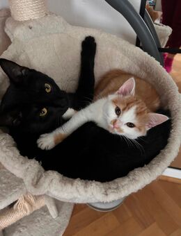 2 Katzen abzugeben - Lahnau