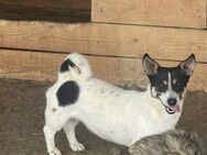 Lexy sucht ein schönes Zuhause - Blankenheim (Nordrhein-Westfalen)