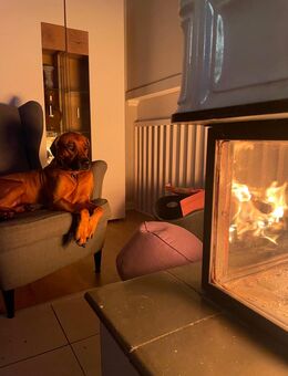 Rhodesian Ridgeback gepaart mit BGS - Ahrensburg Zentrum