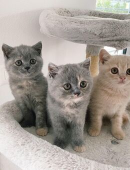 BKH Kitten reinrassig mit Stammbaum - Schleitheim