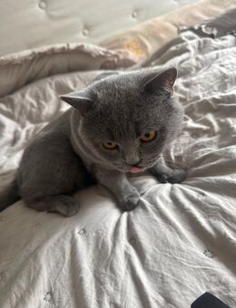 Britisch Kurzhaar Katze - Bochum
