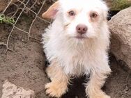 💜Borisz 💜6 Monate Mischling - Kassel