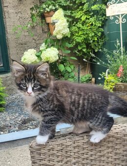 Maine Coon/ Norweger Mixe - Huy