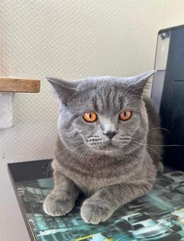 Wunderschöner britisch Kurzhaar Kater abzugeben - Dortmund