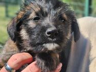 K1 sucht einen Namen und eine Familie - Schnarup-Thumby