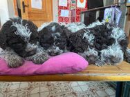 Lagotto Welpen - Oberaudorf