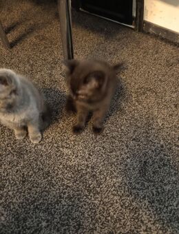 Süßes Kitten sucht ein liebevolles Zuhause - Bad Harzburg