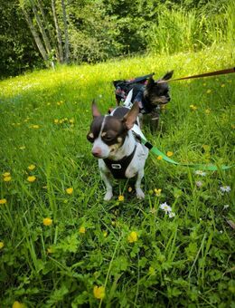 ♥️♥️Maya sucht ein Zuhause♥️♥️ - Remagen
