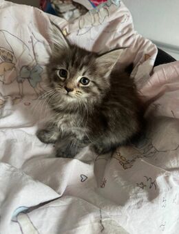 Maine Coon XXL Kitten - Essen