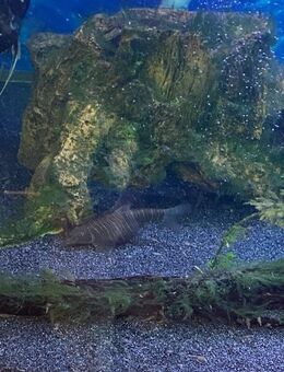 Wegen Aquariumaufgabe verschiedene Fische in gute Hände abzugeben - Wenzenbach