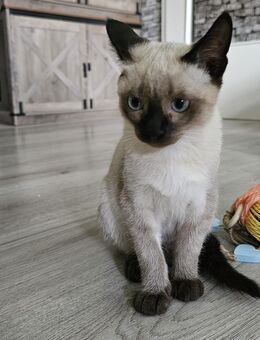 Reinrassigen Siam Kitten - Dortmund