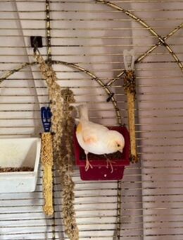 Kanarienvögel Männchen & Weibchen - Wiesbaden