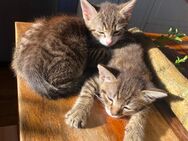 BKH Mischlings Kitten an Bestplatz - Hechingen