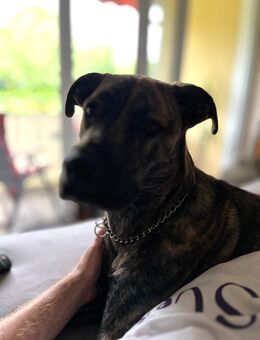 Rüde Mischling 1 Jahr - Schierling