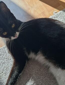 Cleo sucht neues Zuhause - Cuxhaven