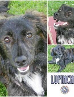 LUPINCHEN * lässt Herzen höher schlagen - Duisburg