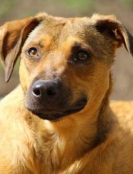 Campo auf Pflegestelle in Hessen - Bad Vilbel