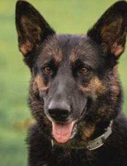 MINOU-WO SIND DIE SCHÄFERHUNDFANS? - Algermissen