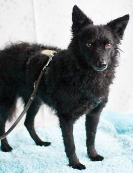 Marena - Mischling - 4 Jahre - Tierhilfe Franken e.V. - Lauf (Pegnitz) Zentrum