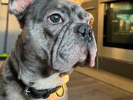 Liebevolle Französische Bulldogge sucht neues Zuhause - Aachen