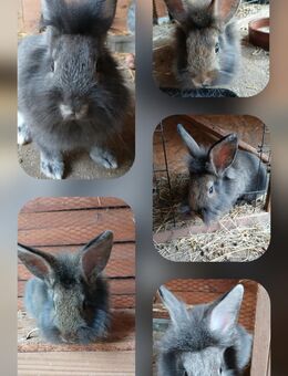Kaninchen Mix Jungtier Babys - Waldenburg (Sachsen)