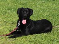 Blacky - junge Dame sucht IHR Körbchen - Elmshorn