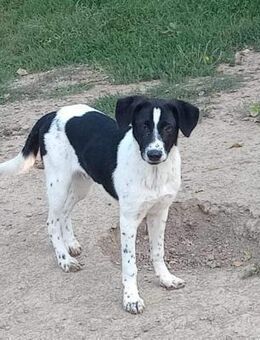 Matti aus dem Kanal - Steinhagen (Nordrhein-Westfalen)