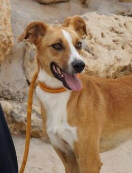 Leon möchte so gerne Vertrauen fassen - Laatzen