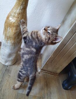 Super süße Perser Mix Katzenbabys abgabebereit - Ahrensfelde