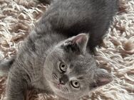 BKH Kitten - Weilheim (Teck)