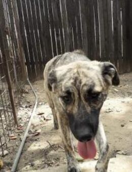 Hundeerfahrene Menschen für Rita gesucht - Gevelsberg