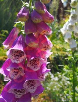 Bunter Fingerhut weise rosa roter Fingerhüte winterhart bunte Blüten verschiedene Blühfarben Hummeln flower seeds insektenfreundliches Saatgut garden Geschenk Saat Vatertag SWR Treffpunkt Blumenwiese - Pfedelbach