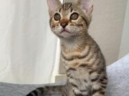 Bengalkater im Braun-Tabby-Fell sucht seine liebevolle Familie - Hamburg