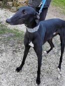 SIMÓN - sucht nach vielen Entbehrungen ! in 47906