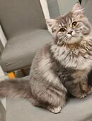 BKH/Blh Junge Abgabefertig in 42329