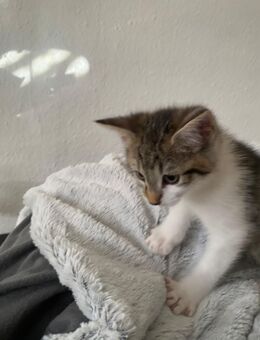 Cooni Mix Kitten - Bad Buchau