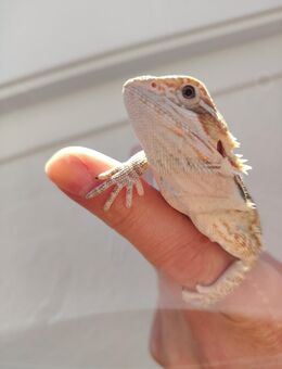 Farbbartagame babys NZ06/ 25 in gute Hände ab zu geben - Gotha