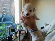 Bichon Frise Welpen - Dröbischau