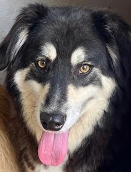 ❣️ Herzlicher Jax ❣️ - Eislingen (Fils)
