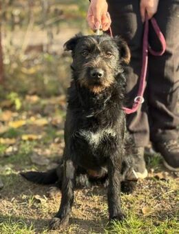 Füzér, Schnauzer-Mix (geb. 07/2024) - Pegnitz