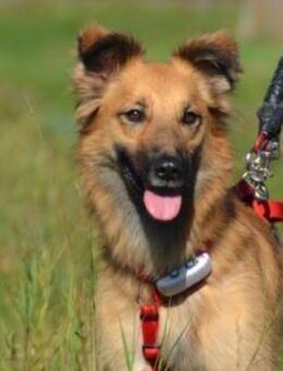 Dani wartet auf ihre Menschen - Kallmünz